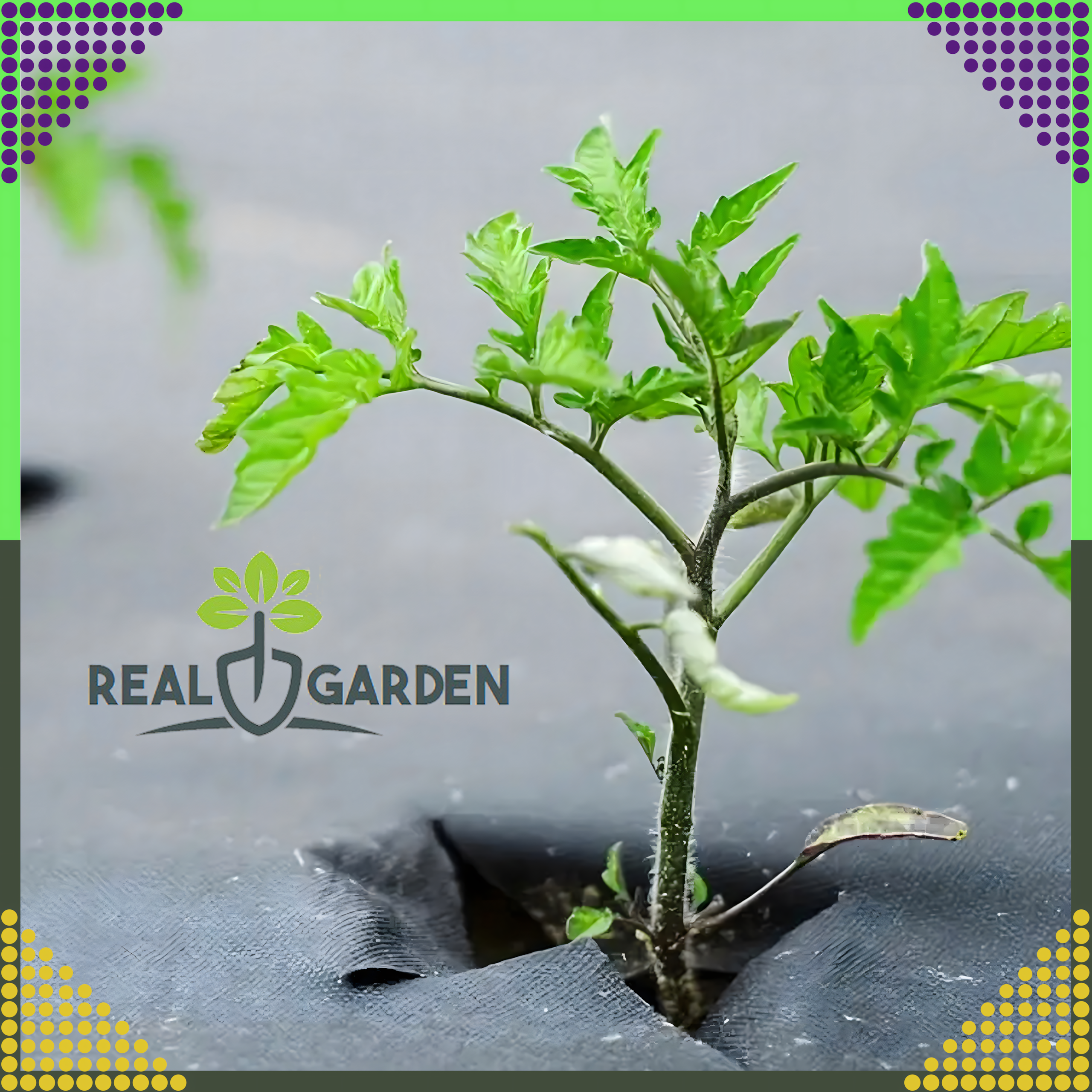 Agrowłóknina 70g 1,6x100m Czarna UV Agrotkanina Mata Antychwastowa + Kotwy - obrazek 10