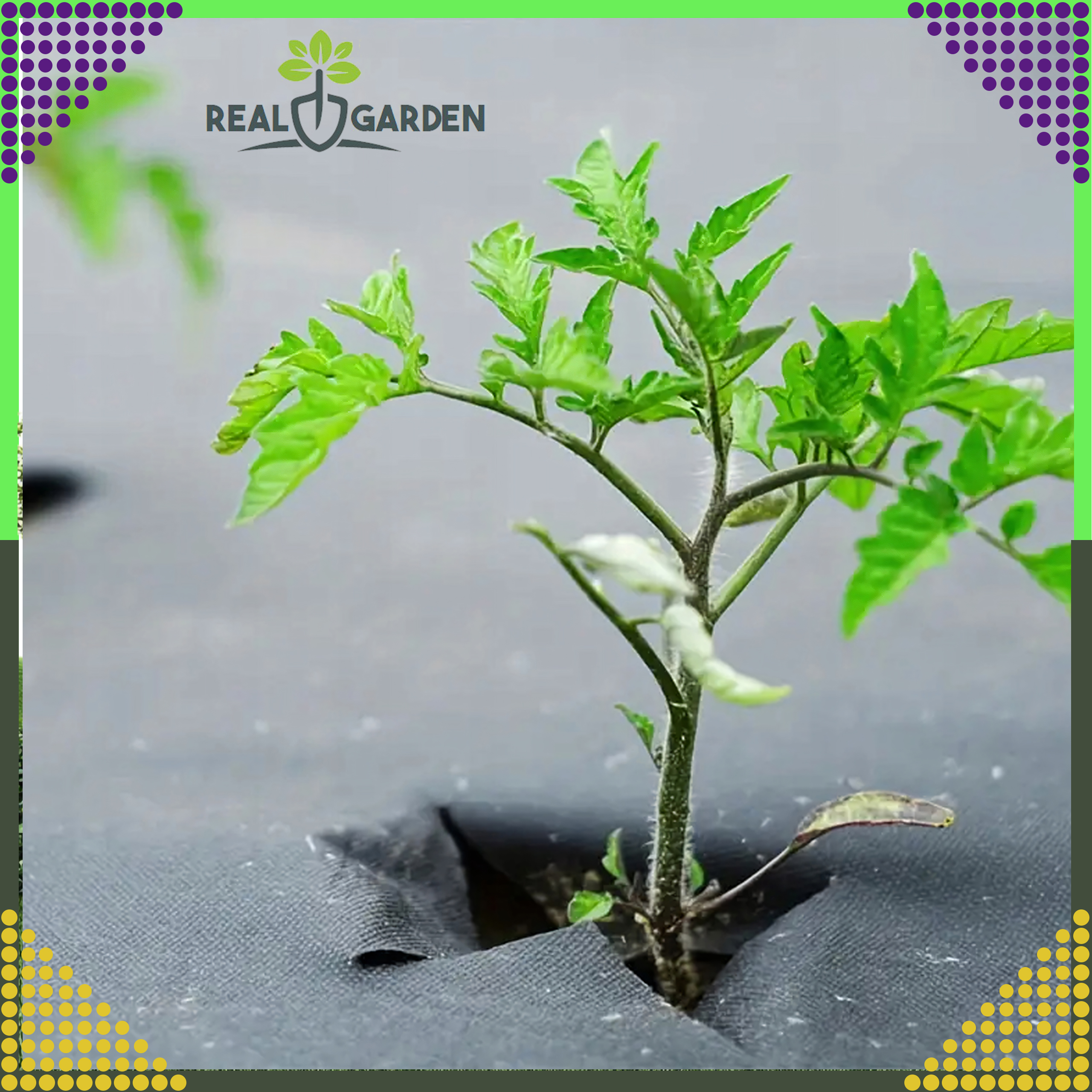 Agrowłóknina 70g 1,6x100m Biała UV Agrotkanina Mata Antychwastowa + Kotwy - obrazek 4