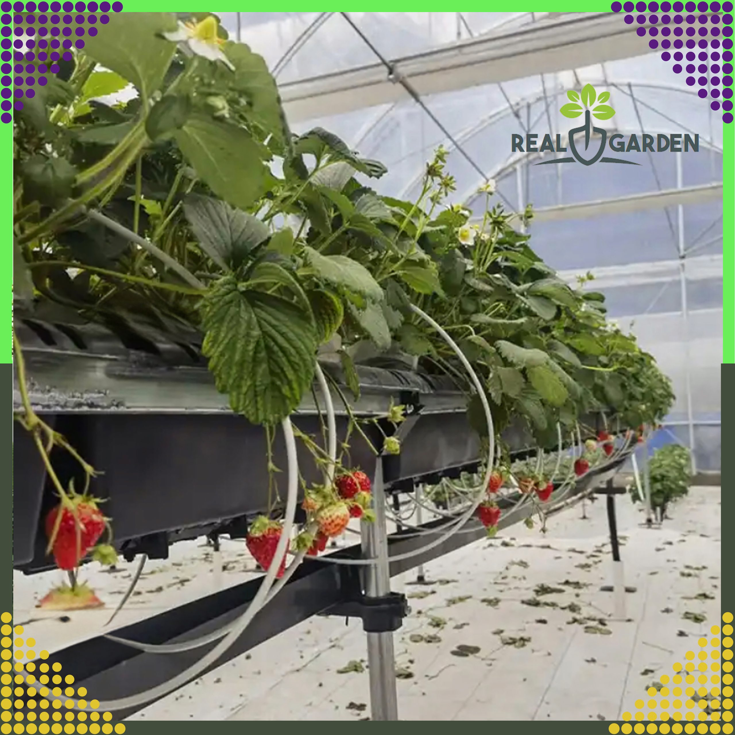 Agrowłóknina 70g 1,6x100m Biała UV Agrotkanina Mata Antychwastowa + Kotwy - obrazek 9