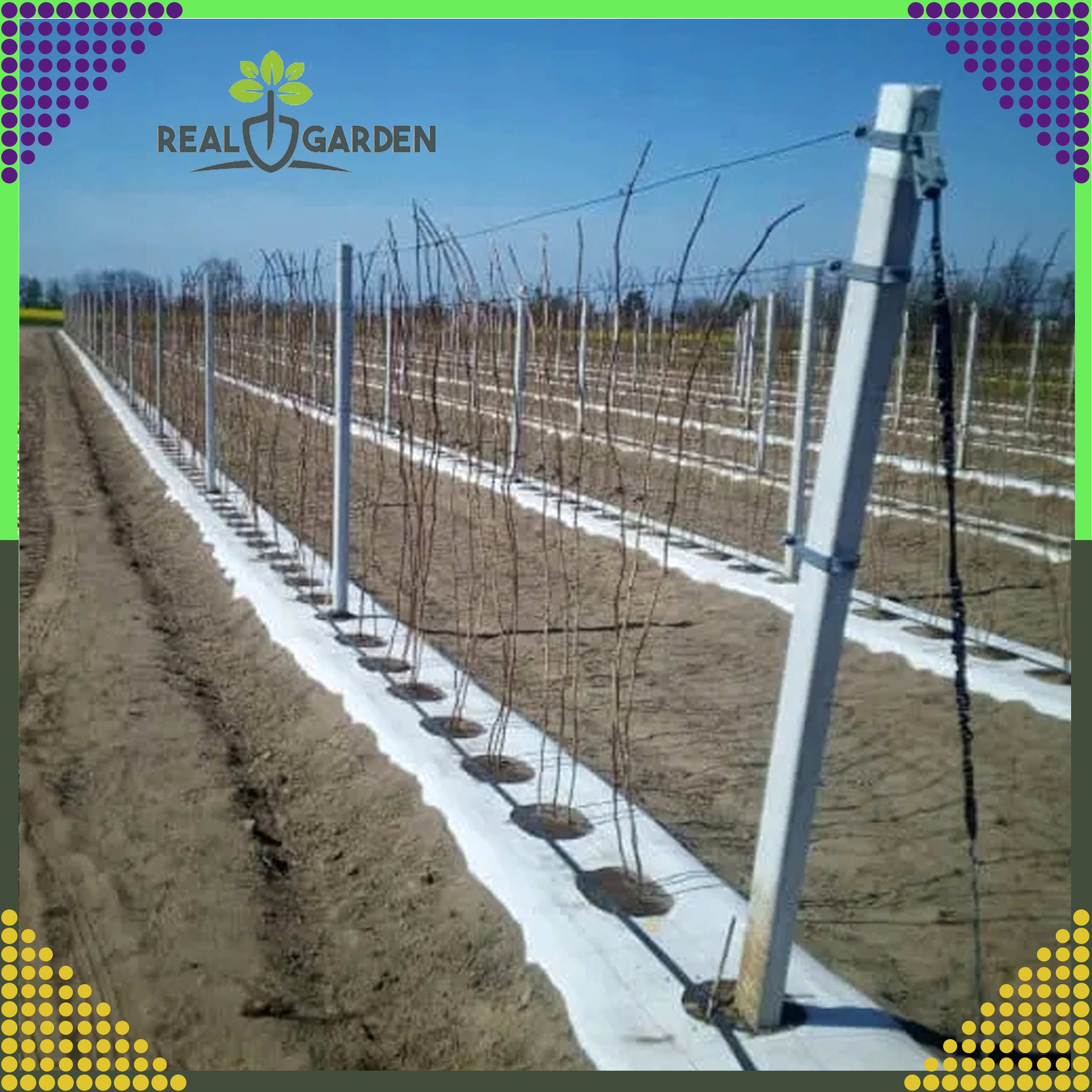 Agrowłóknina 70g 1,6x100m Biała UV Agrotkanina Mata Antychwastowa + Kotwy - obrazek 10