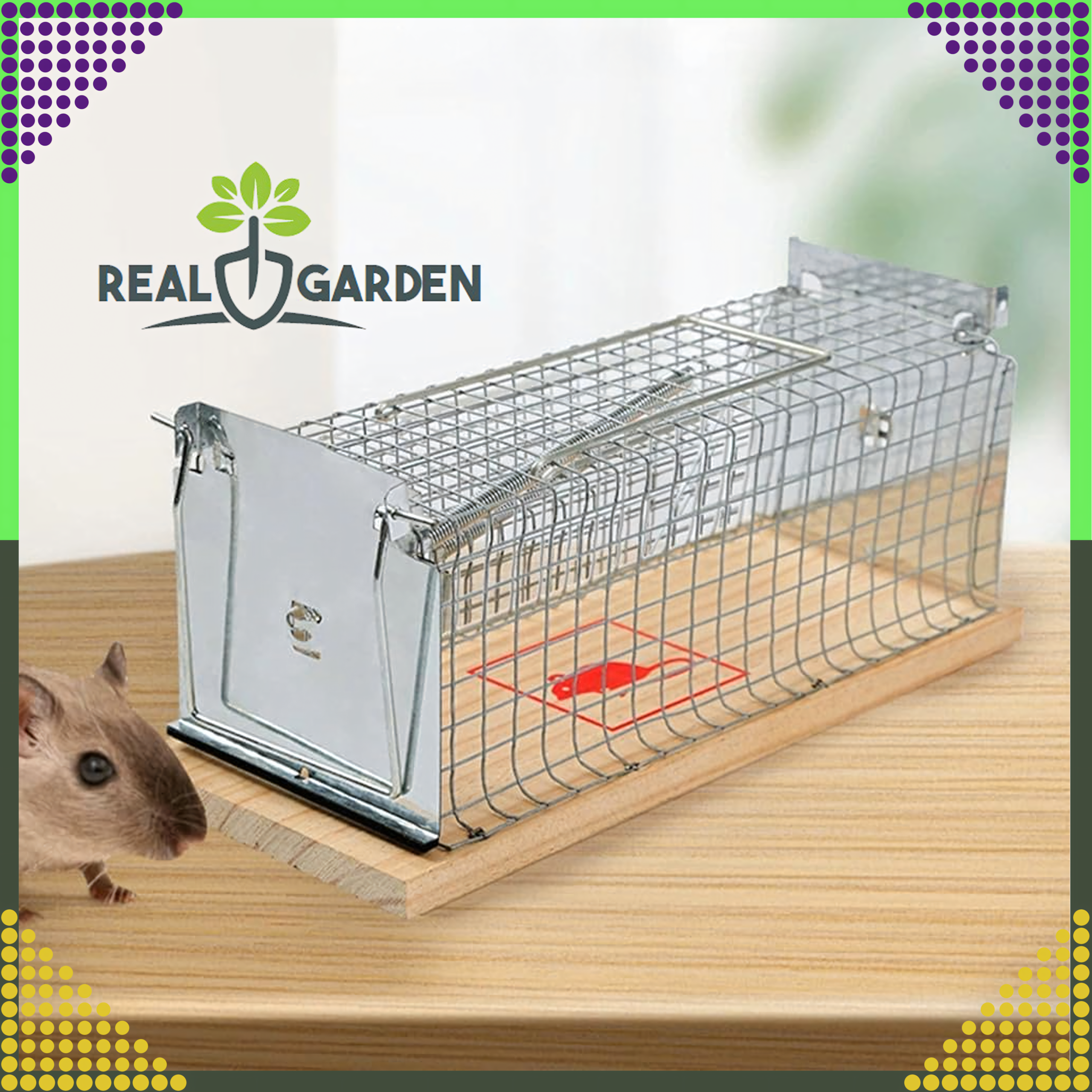 2x Humanitarna Pułapka Żywołapka na Szczury Gryzonie Łapka do Łapania XXL - obrazek 4