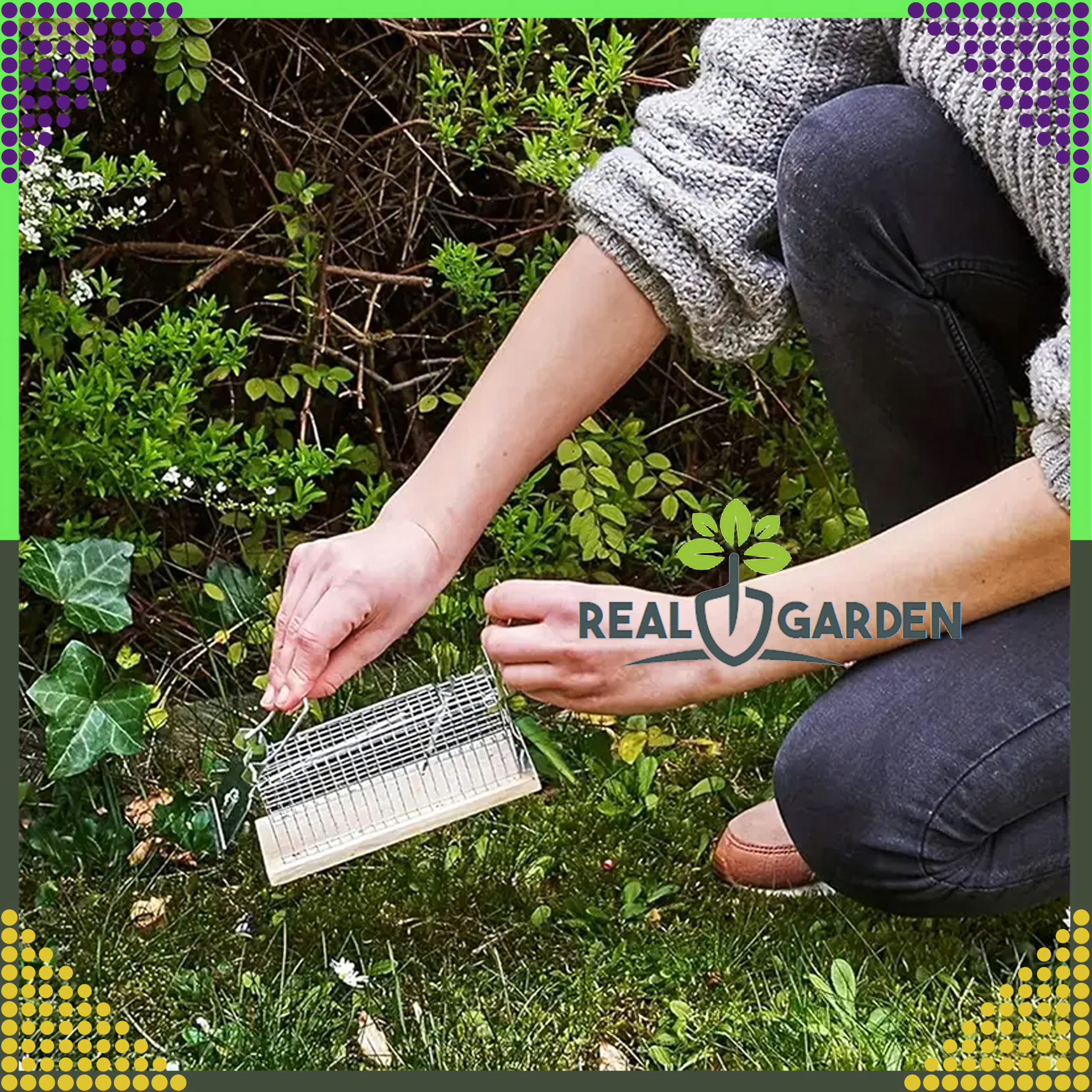 2x Humanitarna Pułapka Żywołapka na Szczury Gryzonie Łapka do Łapania XXL - obrazek 6