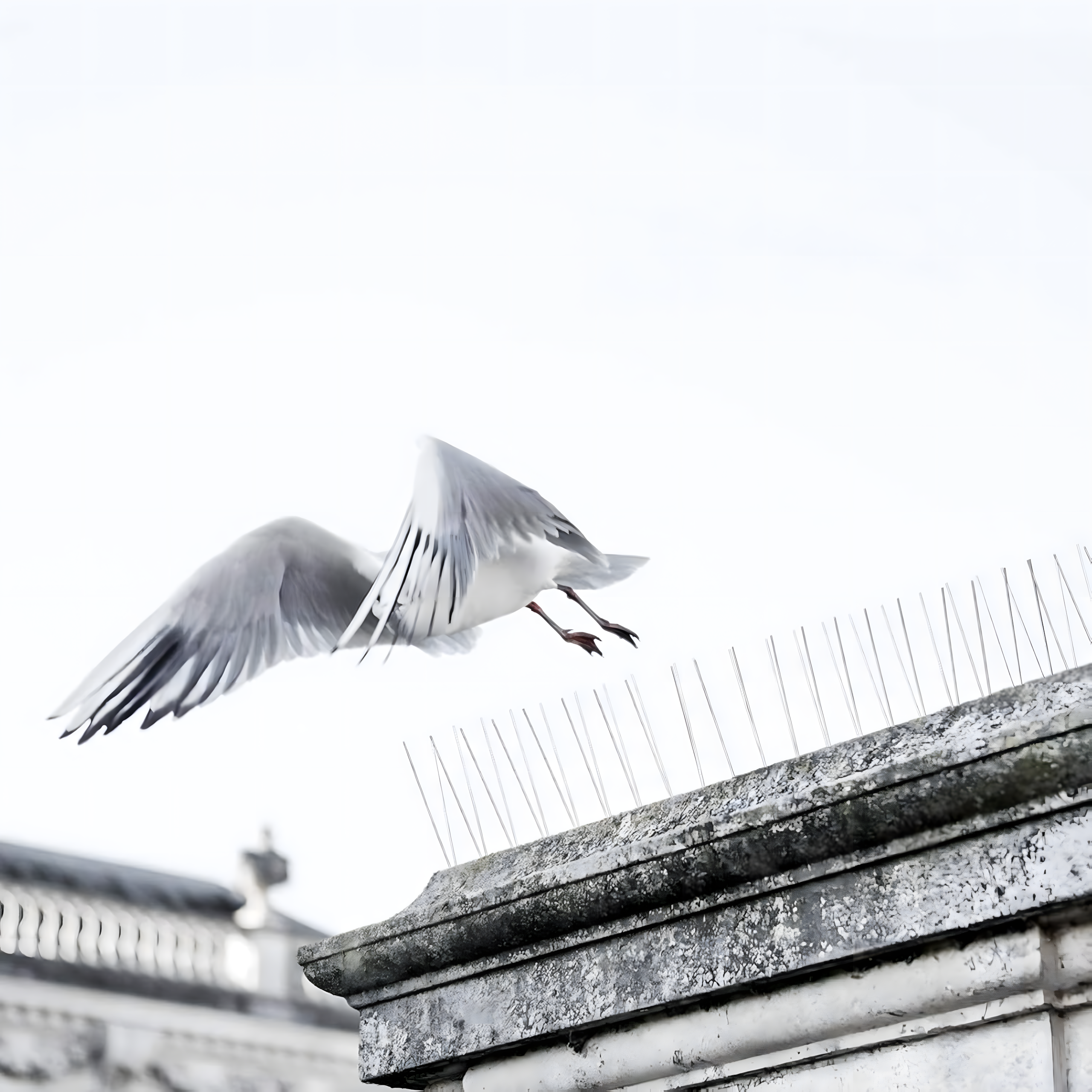 100 x METALOWE STALOWE NIERDZEWNE KOLCE NA PTAKI GOŁĘBIE WRÓBLE NA PARAPET GZYMS 50CM - obrazek 11