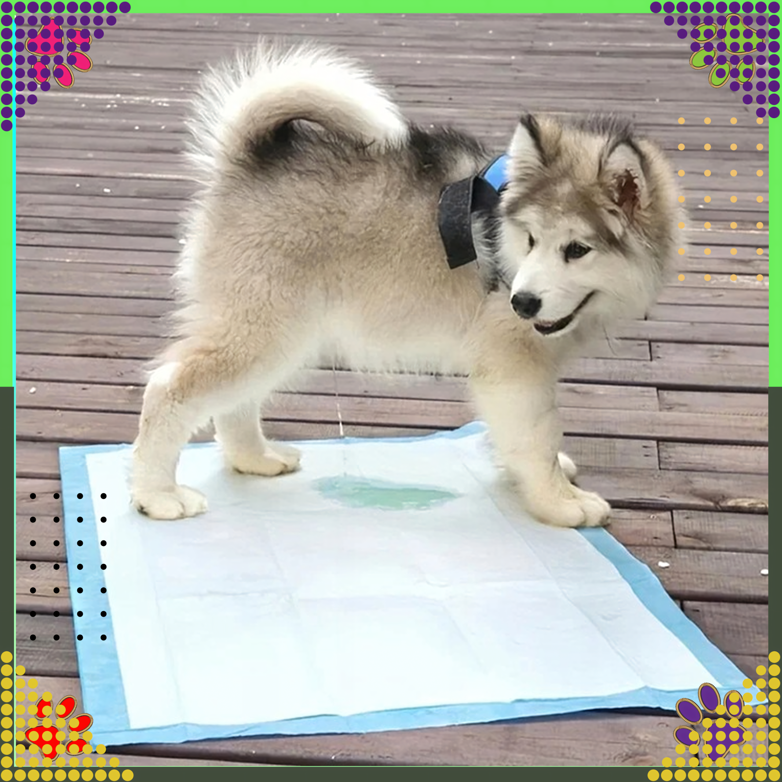 Paleta Podkłady Maty Higieniczne dla Psa do Nauki Sikania 60x90cm 168 Paczek x 50szt. - obrazek 5