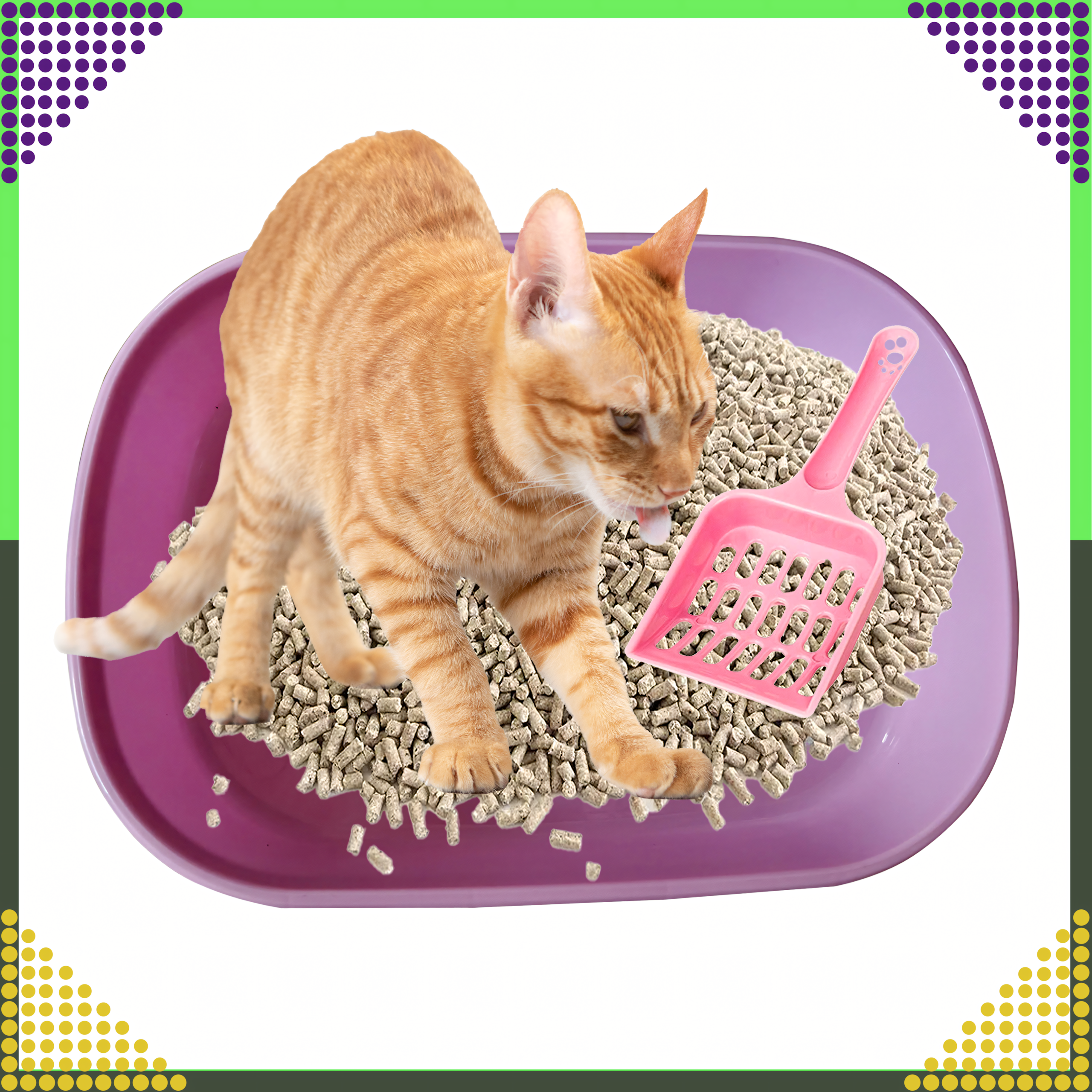 Kuweta dla Kota Kotów Kociąt z Łopatką Toaleta na Żwirek Otwarta Prosta - obrazek 11